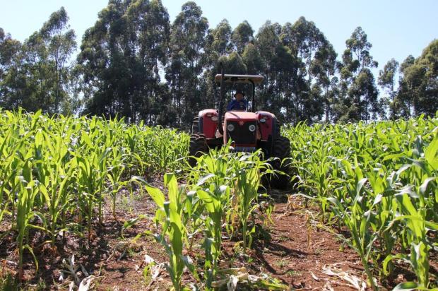 Brasil tem o maior número de fatalidades com tratores e implementos agrícolas no campo Marielise Ferreira/Agencia RBS Brasil tem o maior número de fatalidades com tratores e implementos agrícolas no campo Marielise Ferreira/Agencia RBS