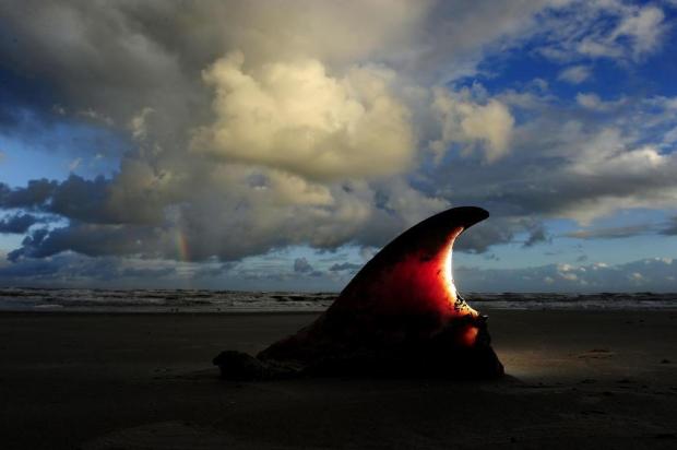 Descaso ameaça Parque Nacional da Lagoa do Peixe, no litoral gaúcho  Mauro Vieira/Agencia RBS