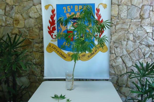 Pé de maconha é apreendido em terreno baldio em frente à escola em São Leopoldo Divulgação/Brigada Militar/Divulgação