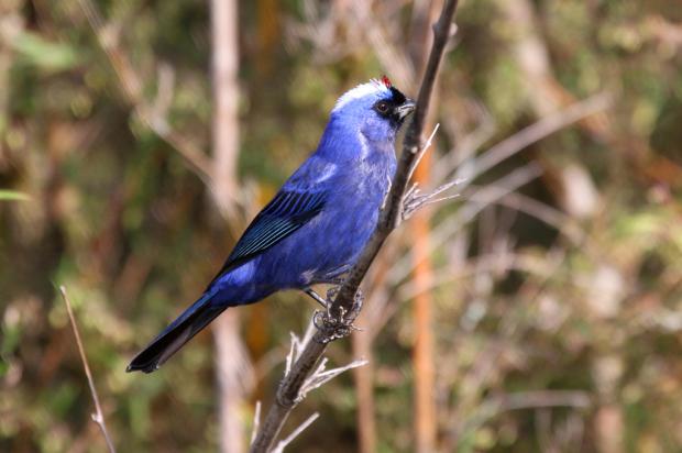 Projeto Bird Watching chega ao Parador Casa da Montanha Juan Anza/Divulgação/