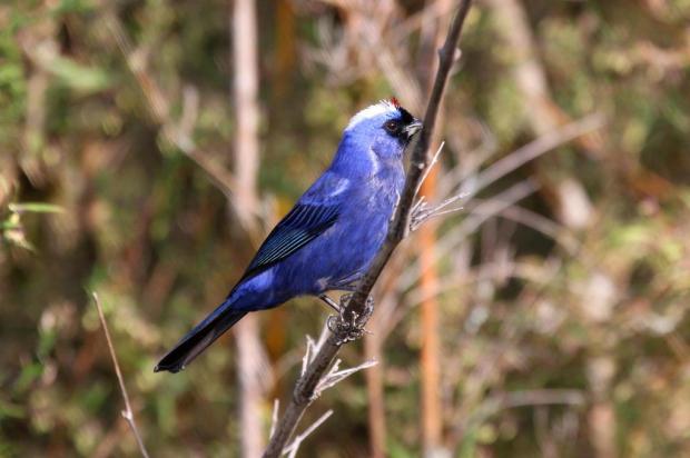 Turismo de observação de aves é atração em Cambará do Sul Juan Anza/Divulgação