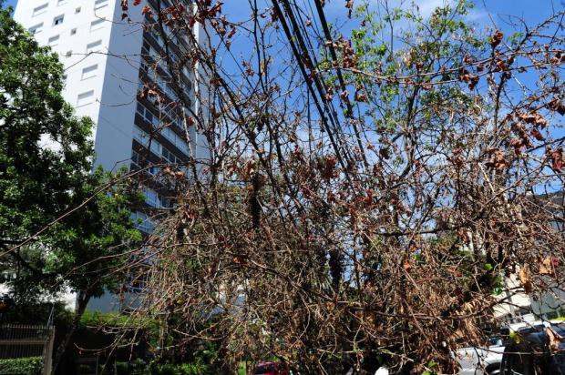 Veneno mata árvores no bairro Petrópolis, em Porto Alegre Fernando Gomes/Agencia RBS