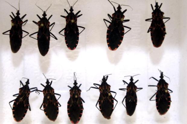 Coalizão vai combater doença de Chagas Divulgação/Ver Descrição Coalizão vai combater doença de Chagas Divulgação/Ver Descrição