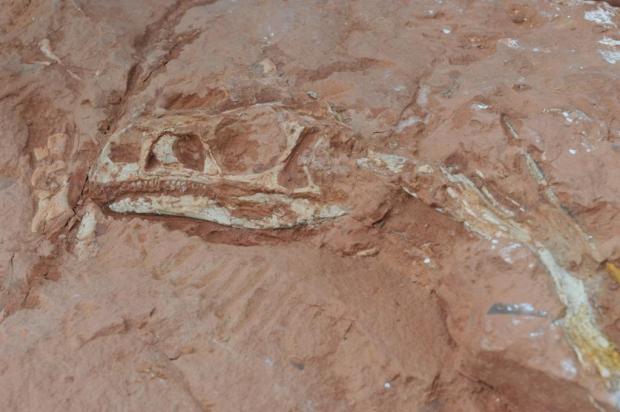 Fóssil descoberto em Agudo pode ser sétima espécie de dinossauro do Estado Jean Pimentel/Agencia RBS
