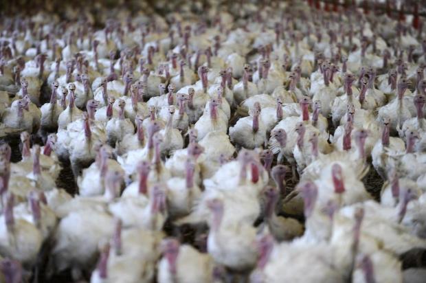 Aves natalinas geram oportunidade de receita aos criadores Maicon Damasceno/Agencia RBS