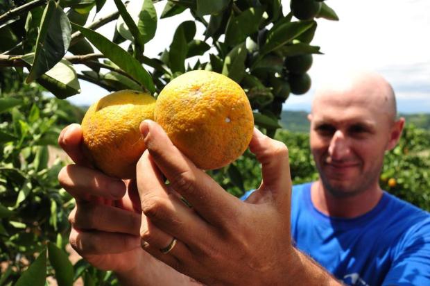 Exportação de suco concentrado valoriza produção de laranja no norte do Estado diogo zanatta/especial Exportação de suco concentrado valoriza produção de laranja no norte do Estado diogo zanatta/especial