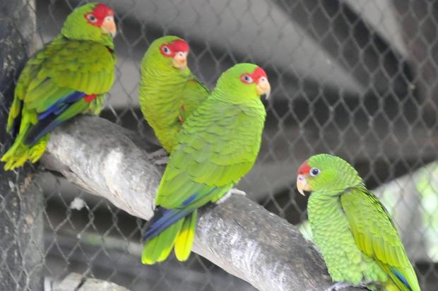 Espécie ameaçada de extinção, Papagaio-charão se reproduz em Gramado  Halder Ramos/Divulgação