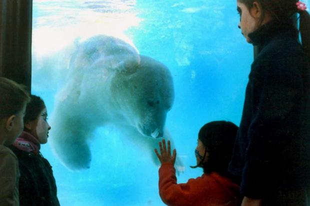 Calor mata urso polar em Buenos Aires NA-Zoo Bs. As./AFP Calor mata urso polar em Buenos Aires NA-Zoo Bs. As./AFP