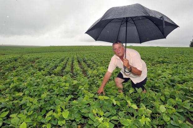 Preço da soja incentiva aumento de área plantada no Estado Ronald Mendes/Agencia RBS Preço da soja incentiva aumento de área plantada no Estado Ronald Mendes/Agencia RBS