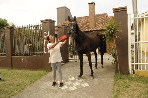 Mulher cria cavalo como animal de estimação em Pelotas Nauro Júnior/Agencia RBS