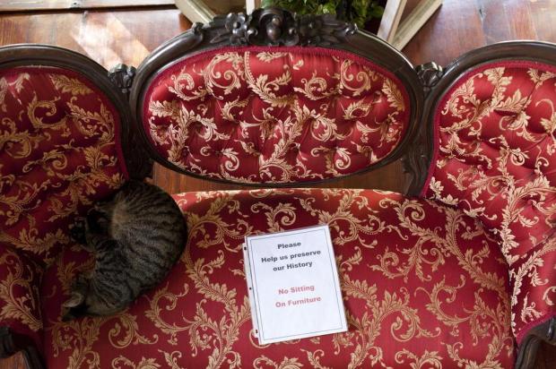 Nos EUA, gatos do Museu Hemingway atraem turistas e uma batalha judicial Jason Henry/NYTNS Nos EUA, gatos do Museu Hemingway atraem turistas e uma batalha judicial Jason Henry/NYTNS