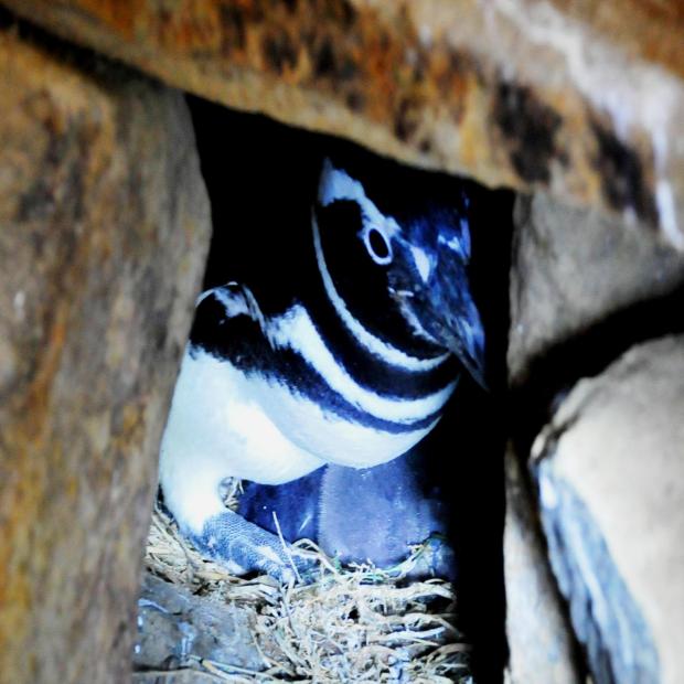 Filhotes de pinguins de espécie ameaçada de extinção nascem no zoológico de Gramado Halder Ramos/Divulgação Filhotes de pinguins de espécie ameaçada de extinção nascem no zoológico de Gramado Halder Ramos/Divulgação