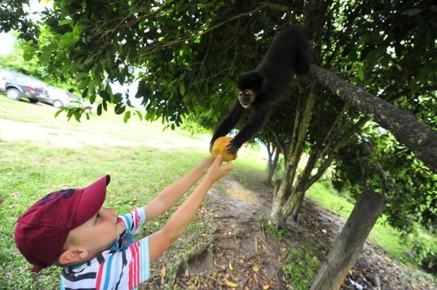 Macacos de Passo de Torres divertem visitantes Lauro Alves/ambiental de praia,passo de torres,morro dos macacos