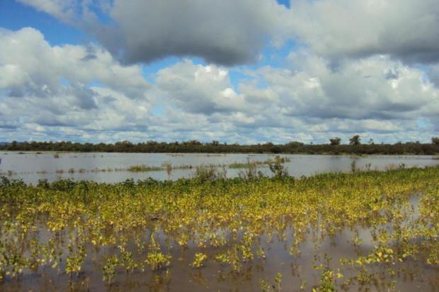 Chuva em excesso prejudica produtores da bacia do Rio Ibicuí, na Região Central José Bortoluzzi/Arquivo pessoal Chuva em excesso prejudica produtores da bacia do Rio Ibicuí, na Região Central José Bortoluzzi/Arquivo pessoal