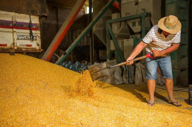 Armazenagem de grãos na propriedade amplia ganhos em até 15% Emerson Foguinho/Especial Armazenagem de grãos na propriedade amplia ganhos em até 15% Emerson Foguinho/Especial