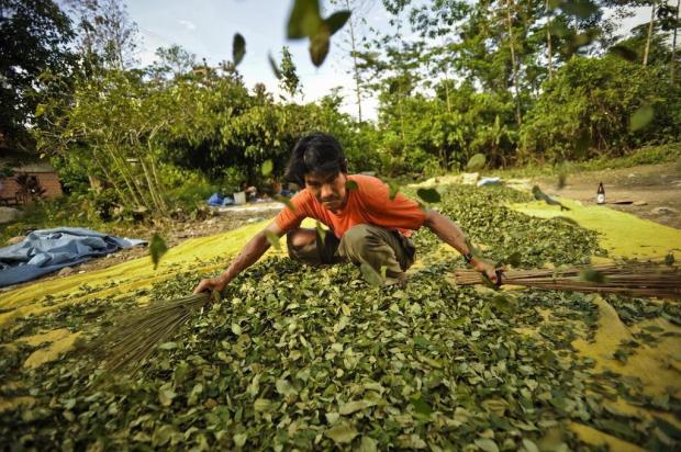 Legalização de lotes faz Bolívia reduzir o número de plantações de coca Meridith Kohut/NYTNS