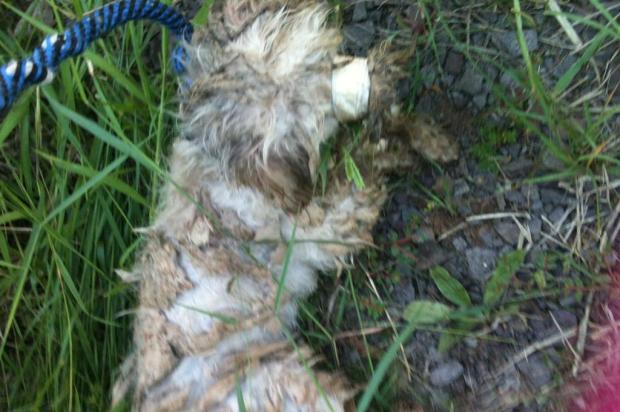 Poodle é encontrado amarrado no meio de matagal em Santa Cruz do Sul Arquivo pessoal/Arquivo pessoal Poodle é encontrado amarrado no meio de matagal em Santa Cruz do Sul Arquivo pessoal/Arquivo pessoal