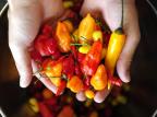 Pimenta dá sabor especial a receitas Diego Vara/Agencia RBS Pimenta dá sabor especial a receitas Diego Vara/Agencia RBS