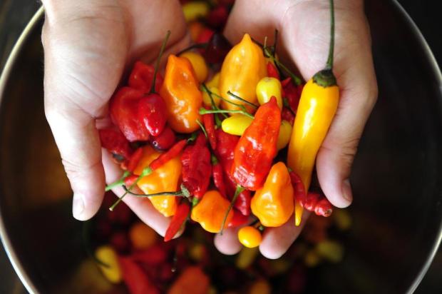 Pimenta dá sabor especial a receitas Diego Vara/Agencia RBS Pimenta dá sabor especial a receitas Diego Vara/Agencia RBS