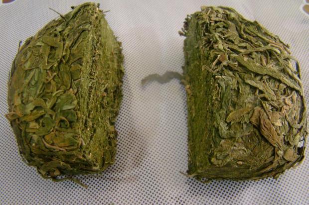 Preso traficante que vendia maconha de alta qualidade no Litoral Norte Divulgação/Denarc
