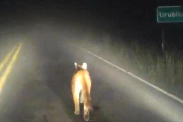 Leão-baio é flagrado andando tranquilamente na Serra Catarinense Gil Chiodelli Junior/Youtube/Reprodução Leão-baio é flagrado andando tranquilamente na Serra Catarinense Gil Chiodelli Junior/Youtube/Reprodução