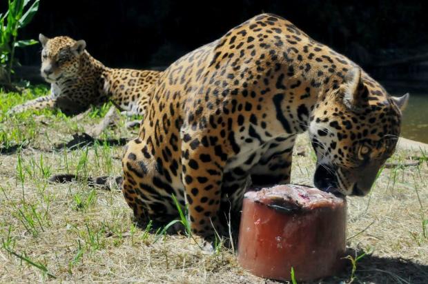 Animais recebem picolés especiais para amenizar o calor em zoológico de Gramado Halder Ramos/Divulgação