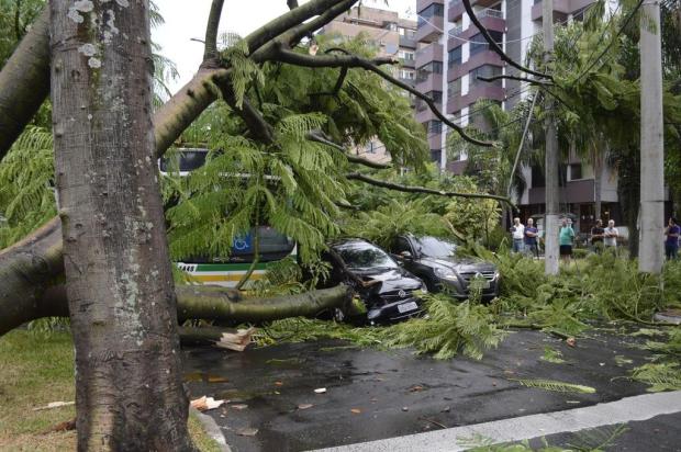 Árvore de grande porte cai sobre veículos e danifica rede elétrica no bairro Petrópolis, em Porto Alegre Caco Konzen/Especial Árvore de grande porte cai sobre veículos e danifica rede elétrica no bairro Petrópolis, em Porto Alegre Caco Konzen/Especial