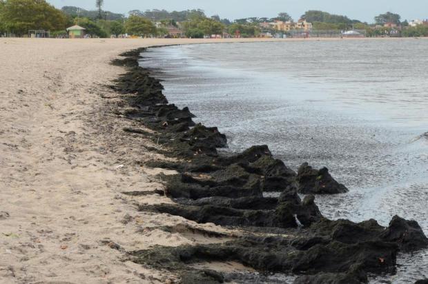 Grande quantidade de algas aparece na orla da Praia do Laranjal, em Pelotas Eduardo Beleske/Divulgação Prefeitura de Pelotas
