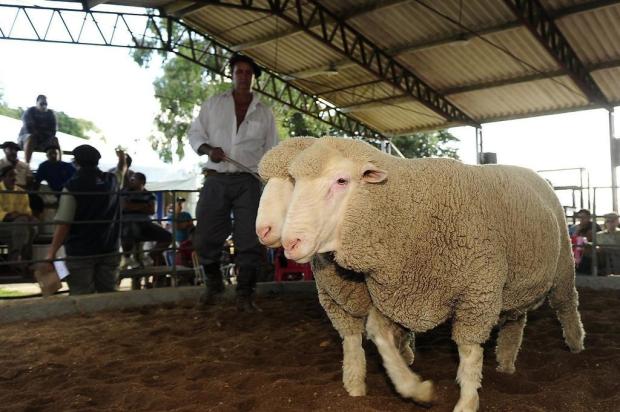 Produtores aumentam investimentos em ovinos Alexandre Teixeira/Feovelha/Divulgação
