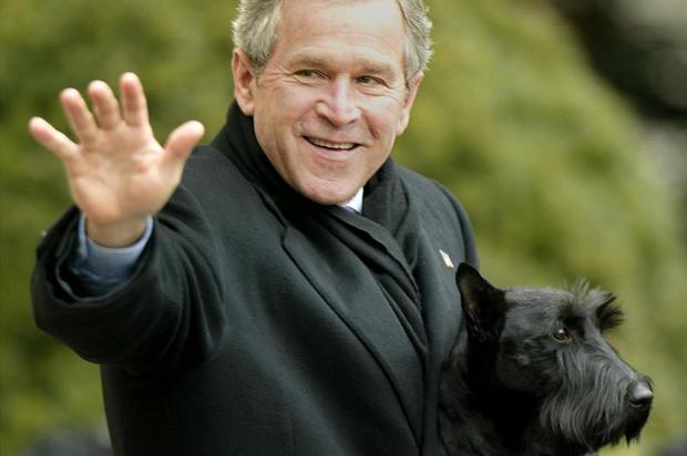 "Primeiro-cão" da família Bush morre aos 12 anos Stephen Jaffes/AFP "Primeiro-cão" da família Bush morre aos 12 anos Stephen Jaffes/AFP