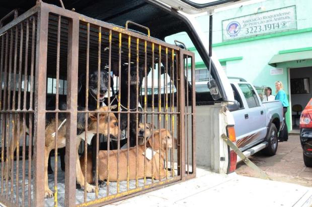 Polícia acredita que incêndio que matou 30 cães e feriu moradora foi acidental Prefeitura de Porto Alegre/Divulgação