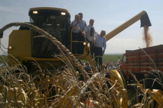 Alto rendimento anima produtores na abertura oficial da colheita de milho em Ijuí Fernando Goettems/Agência RBS Alto rendimento anima produtores na abertura oficial da colheita de milho em Ijuí Fernando Goettems/Agência RBS