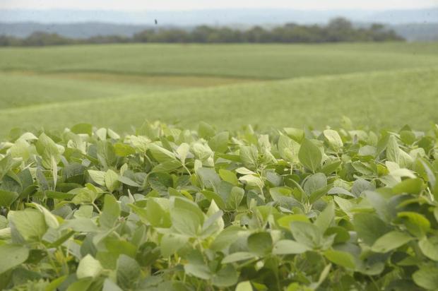 Volta da chuva revigora tendência de supersafra de soja Germano Rorato/Especial