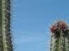 A paisagem de Curaçao é seca, repleta de cactus