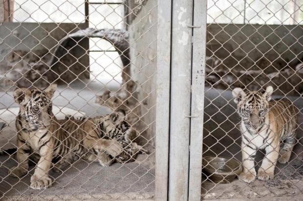Tailândia enfrenta dificuldades para cuidar de animais apreendidos Giulio Di Sturco/International Herald Tribune Tailândia enfrenta dificuldades para cuidar de animais apreendidos Giulio Di Sturco/International Herald Tribune