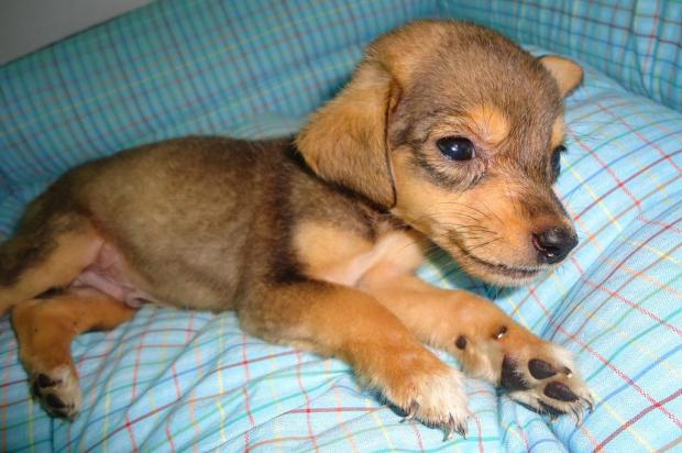 Mobilização busca motorista flagrado abandonando cinco filhotes de cachorro em Santa Cruz do Sul Divulgação/Wazlawik Veterinária