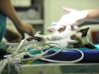 Tecnologias e especialidades de saúde animal estão cada vez mais próximas da medicina humana Diego Vara/Agencia RBS