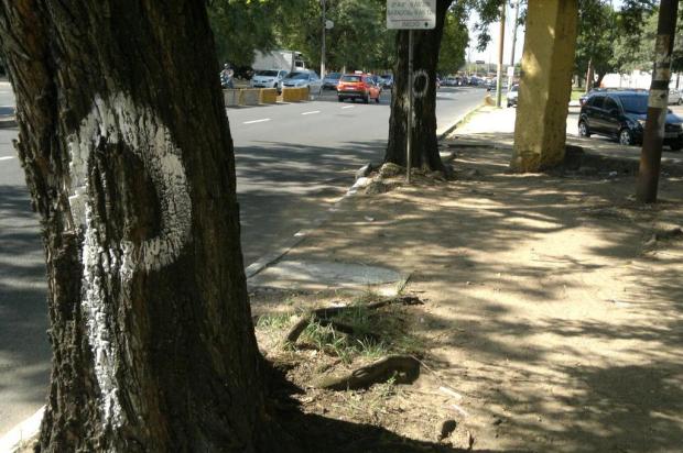 Documento que revela futuro de árvores em Porto Alegre será divulgado nesta terça André Mags/Agencia RBS Documento que revela futuro de árvores em Porto Alegre será divulgado nesta terça André Mags/Agencia RBS