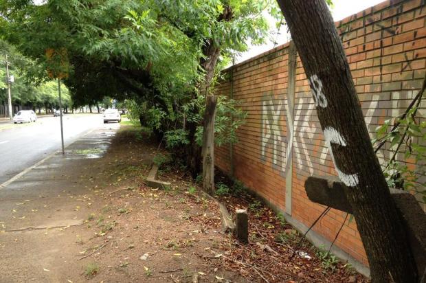 Polêmica dos cortes de árvores será retomada nesta segunda-feira em Porto Alegre Thiago Tieze/Agência RBS