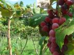 Produção de vinho é destaque no próximo roteiro do Domingo no Campo Ver Descrição/Agencia RBS