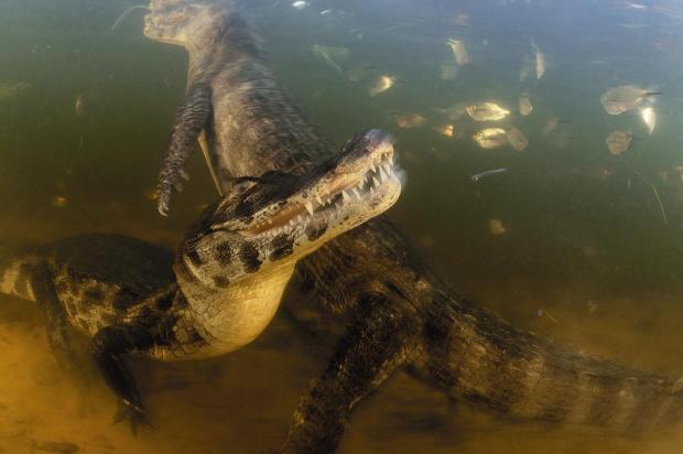 Fotógrafo lança livro e exposição em São Paulo sobre a vida selvagem dos jacarés no pantanal Divulgação/Luciano Candisani Fotógrafo lança livro e exposição em São Paulo sobre a vida selvagem dos jacarés no pantanal Divulgação/Luciano Candisani