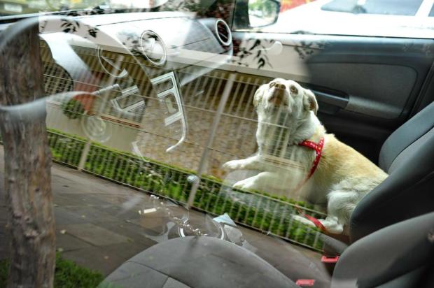 Cachorro deixado em carro chama atenção no bairro Menino Deus, em Porto Alegre Félix Zucco/Agencia RBS Cachorro deixado em carro chama atenção no bairro Menino Deus, em Porto Alegre Félix Zucco/Agencia RBS