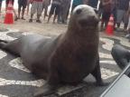 Segundo doutor em Biologia Animal, mamífero avistado em Balneário Camboriú é um elefante-marinho Gabriel Polesso/Divulgação Segundo doutor em Biologia Animal, mamífero avistado em Balneário Camboriú é um elefante-marinho Gabriel Polesso/Divulgação