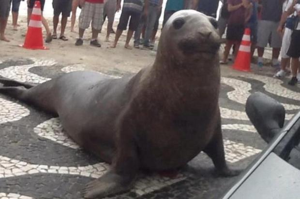 Segundo doutor em Biologia Animal, mamífero avistado em Balneário Camboriú é um elefante-marinho Gabriel Polesso/Divulgação
