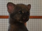 Filhote de gato-mourisco é o novo morador do Gramadozoo Helder Ramos/Divulgação Filhote de gato-mourisco é o novo morador do Gramadozoo Helder Ramos/Divulgação