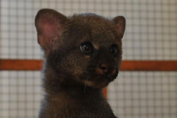 Filhote de gato-mourisco é o novo morador do Gramadozoo Helder Ramos/Divulgação Filhote de gato-mourisco é o novo morador do Gramadozoo Helder Ramos/Divulgação