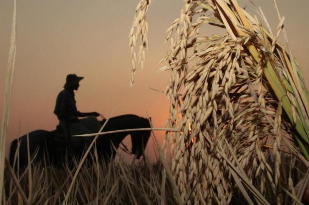 Federarroz pede audiência com ministro da Agricultura Nauro Júnior/Agencia RBS Federarroz pede audiência com ministro da Agricultura Nauro Júnior/Agencia RBS