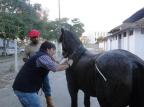 Desempenho de cavalos no Freio de Ouro é tema de pesquisa da UFPel Charles Martins/Divulgação