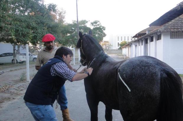 Desempenho de cavalos no Freio de Ouro é tema de pesquisa da UFPel Charles Martins/Divulgação Desempenho de cavalos no Freio de Ouro é tema de pesquisa da UFPel Charles Martins/Divulgação