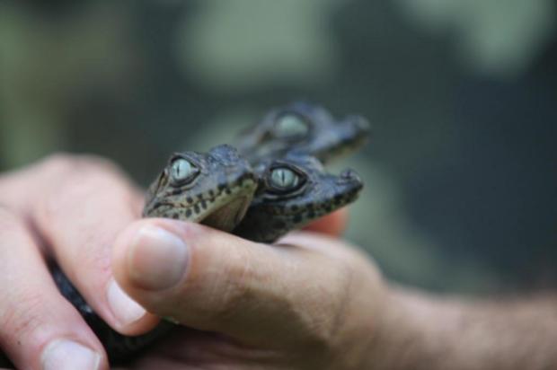 Mais de 10 filhotes de jacaré são encontrados nos fundos de casa em Florianópolis Emerson Souza/Agência RBS Mais de 10 filhotes de jacaré são encontrados nos fundos de casa em Florianópolis Emerson Souza/Agência RBS